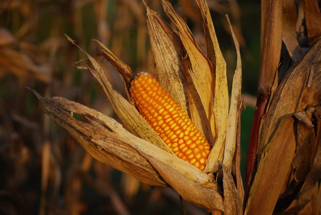 Kolba kukurydzy w polu.