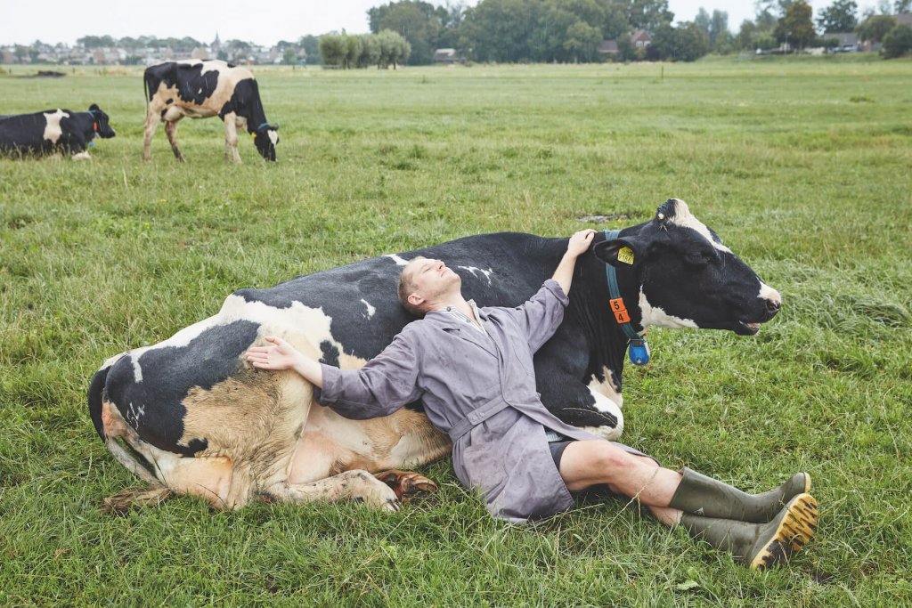 Mężczyzna odpoczywa opierając się o krowę.