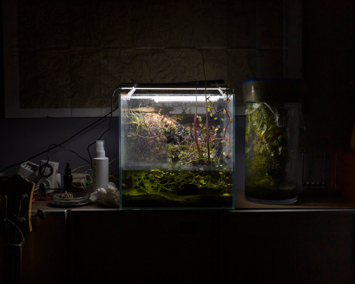 Zdjęcie akwarium, w którym rosną rośliny.