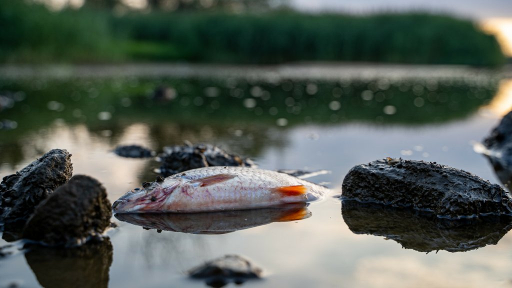 Krajobraz po katastrofie na Odrze: śnięta ryba.