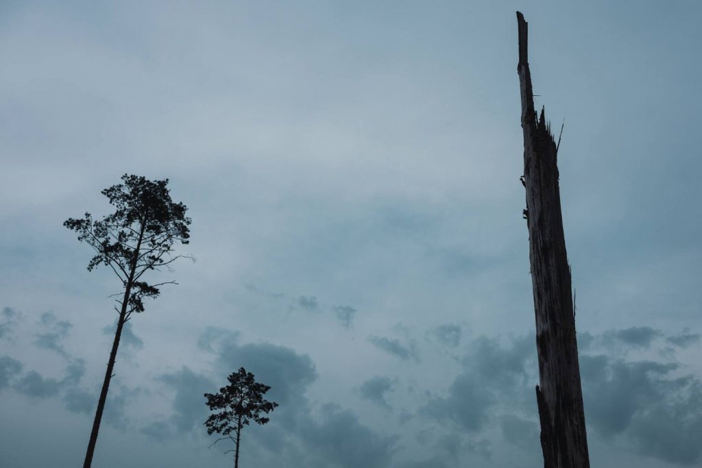 Widok lasu po nawałnicy. Fotografia przedstawia krajobraz z trzema wysokimi, samotnymi drzewami na tle pochmurnego, niebieskoszarego nieba. Po prawej stronie kadru widoczny jest wysoki, martwy pień drzewa, pozbawiony gałęzi i liści. Dwa pozostałe drzewa mają wąskie pnie i niewielkie korony.
