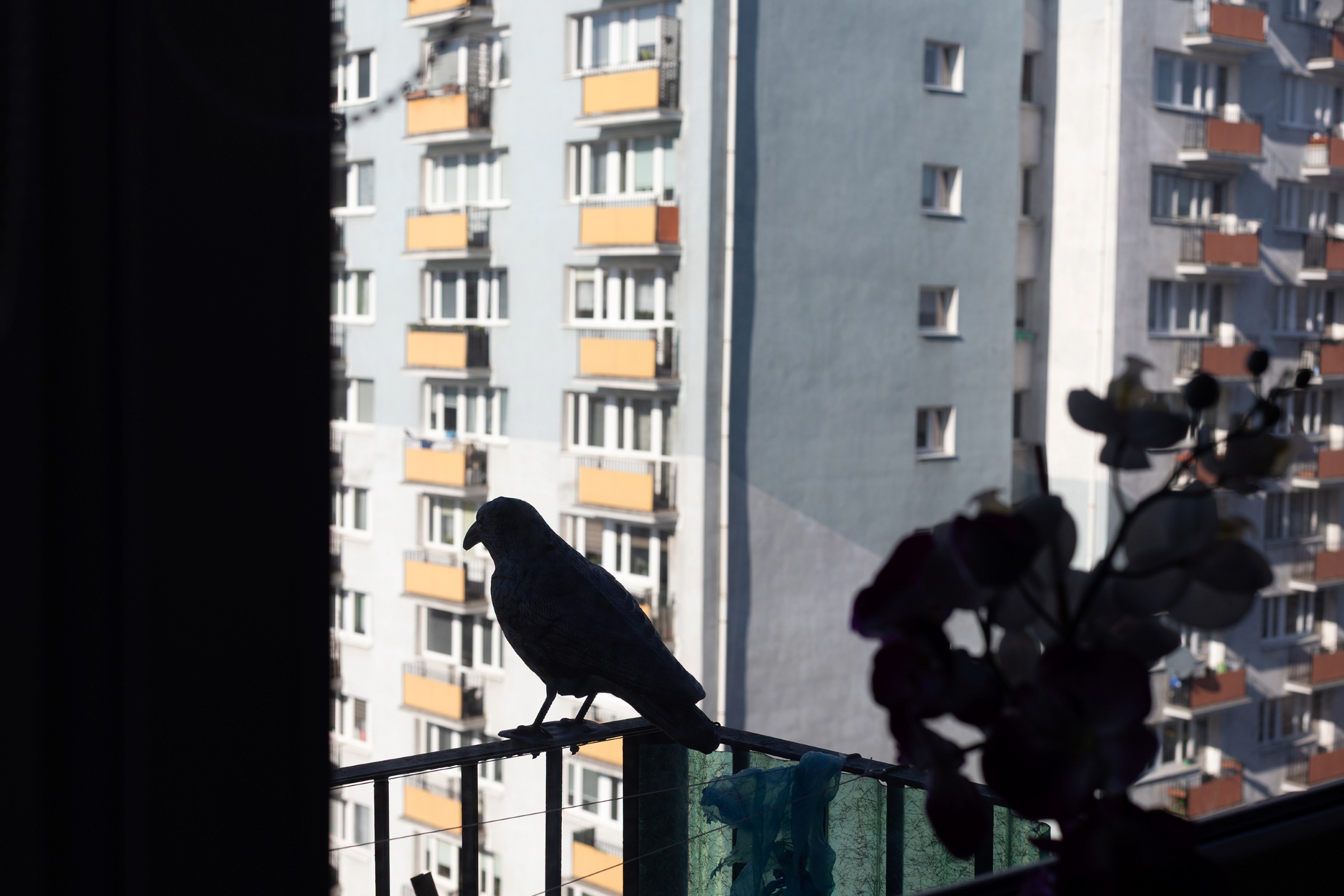 Zdjęcie Ewa Wołkanowska-Kołodziej: Ciemna sylwetka ptaka siedzi na metalowej balustradzie balkonu. W tle widać elewację wysokiego bloku mieszkalnego z powtarzalnymi balkonami i jasnymi panelami.